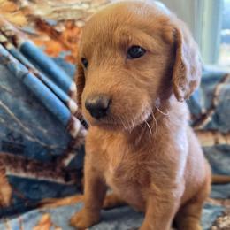 Rockin Robin - Red female Labradoodle puppy in Lansing, North Carolina from Murphy Manor Mountain Doodles