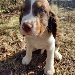 Ginko - Liver white and tan male English Springer Spaniel puppy in Redding, California from Springer's Journey Spaniels California