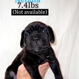 Cane Corso Puppies from Rock Creek Cane Corso