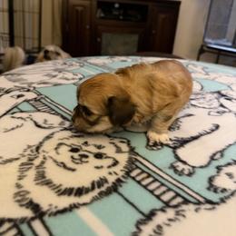 Gigi - Red sable female Havanese puppy in Hudson, New York from Havanese of Claverack and Hudson Valley Labradors