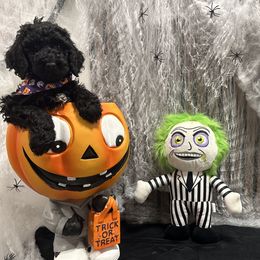 Poodle puppies from Maison des Caniches