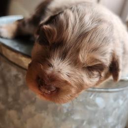 Citka - Red merle female Australian Shepherd puppy in Cable, Ohio from Resolute Aussies