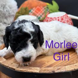 Morlee - Parti female Goldendoodle puppy in Hayden, Alabama from Agape Southern Farms