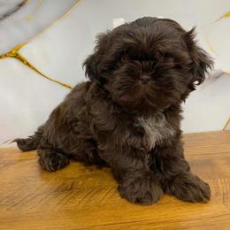 Bruno - Chocolate male Shih Tzu puppy in Azusa, California from RJ Shih Tzu lover
