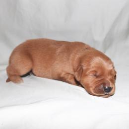 Scone - Dark golden female Golden Retriever puppy in New Weston, Ohio from Bertke AKC Golden Retrievers and Bernese Mountain Dogs