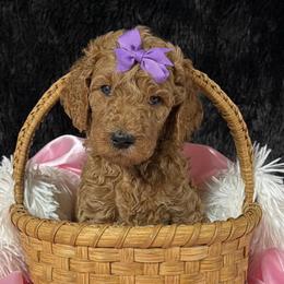 Purple girl - Apricot female Poodle puppy in Bowling Green, Kentucky from Ritzy Red Poodles