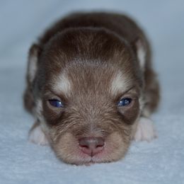 Abby - Chocolate male Pomsky puppy in Clarkston, Utah from Red Rock Ranch Breeders