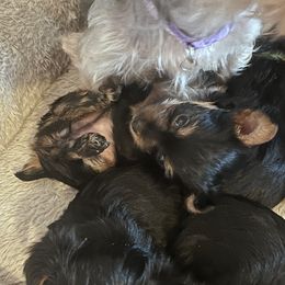 Yorkshire Terrier Puppies from Yorkietopia