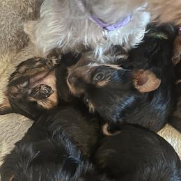 Yorkshire Terrier Puppies from Yorkietopia
