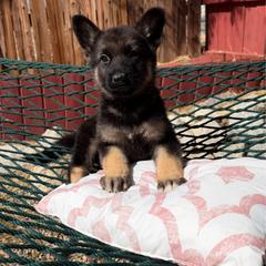 Willow - Black and tan female German Shepherd puppy in Whitewater, California from Vom Haus Metzler Shepherds