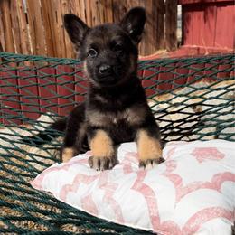 Willow - Black and tan female German Shepherd puppy in Whitewater, California from Vom Haus Metzler Shepherds