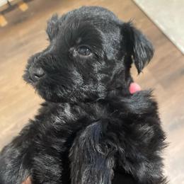 Abigail Rose - Black female Miniature Schnauzer puppy in Interlachen, Florida from Pam's Schnauzers