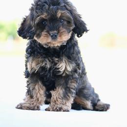 Rue - Sable female Cavapoo puppy in Lawton, Oklahoma from Lindsey’s Cavies