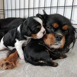 Cavalier King Charles Spaniels from One Big Cavy Family