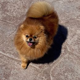 Tanga - Orange sable female Pomeranian puppy in Franktown, Colorado from ColorMe Pomeranians
