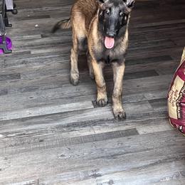 Belgian Malinois Puppies from MonStar Malinois