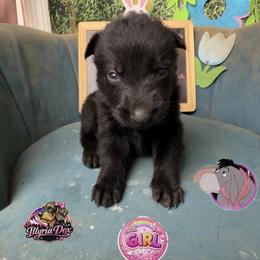 Eeyore - Black female German Shepherd puppy in Livingston, Kentucky from Illyria Dox & GSD