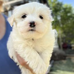 Swift - White male Coton de Tulear puppy in Rubicon, Wisconsin from Purplehaze Acres Cotons de Tulear