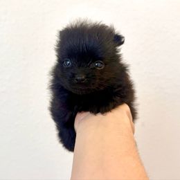 Midnight - Black female Pomeranian puppy in Stroud, Oklahoma from Laik’s Little Shihtz & Poms