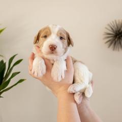 Banana - male Golden Mountain Doodle puppy in New River, Arizona from Sonoran Standard Doodles