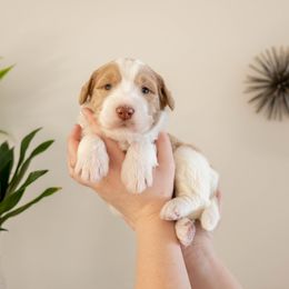 Banana - male Golden Mountain Doodle puppy in New River, Arizona from Sonoran Standard Doodles