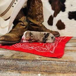 'Grace' - Red merle female Australian Shepherd puppy in Durand, Wisconsin from Larson’s Legacy Aussome Aussie Kennels