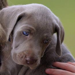 Weimaraners from Weimaraners of South Carolina