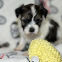 Girly - Black and white female Chinese Crested puppy in Capac, Michigan from Puddles Palace Puppies