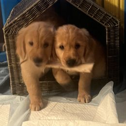 Boy 3 - Light golden male Golden Retriever puppy in Richmond, Virginia from River City Golden Retrievers