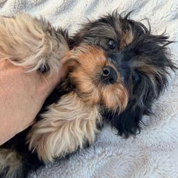 Otis - Black and tan male Cavapoo puppy in Malad, Idaho from Sunny Hill Puppies