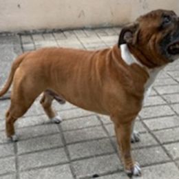 Ash - Staffordshire Bull Terrier