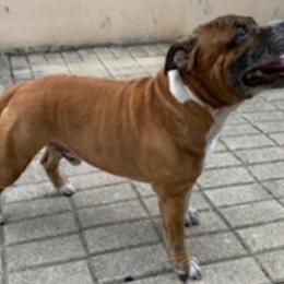 Ash - Staffordshire Bull Terrier