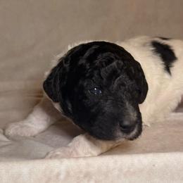 Dakota - Parti female Goldendoodle puppy in Saint Louis, Missouri from Jax Doodles