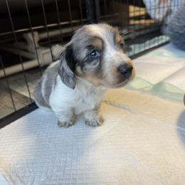 Dachshund Puppies from L&L Dachshunds