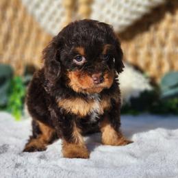 Francis - Chocolate female Cavapoo puppy in Dothan, Alabama from Farquharson's Poodles&Doodles