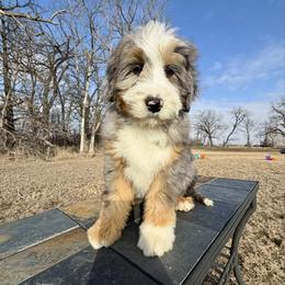 Hazel - Blue merle female Bernedoodle puppy in Sioux Falls, South Dakota from WhiskeyCreek Doodles