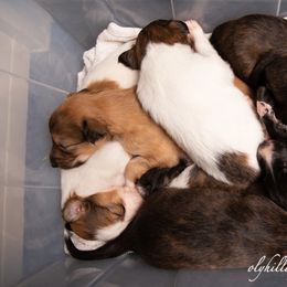 Silken Windhound Puppies from Amethyst Silken Windhounds