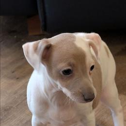 Girl 2 - White and blue fawn female Italian Greyhound puppy in Monticello, Florida from Lebeck Acres