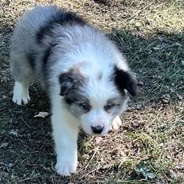 Bandit - Blue merle male Border Collie puppy in Tahlequah, Oklahoma from Royal T Kennel