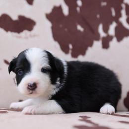 BATTY - Black tri-color female Australian Shepherd puppy in Star City, Arkansas from Blush & Lace Aussie Co.