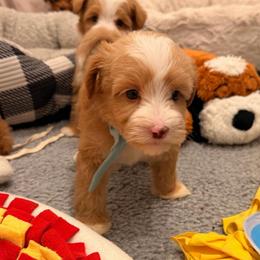 Jasper - Caramel male Australian Labradoodle puppy in Nashville, Tennessee from SF Australian Labradoodles