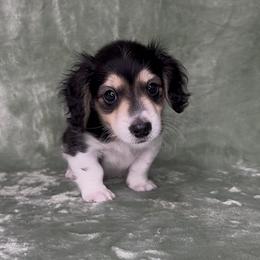 Finn - Piebald male Dachshund puppy in Poteau, Oklahoma from Sisters Dazzling Dachshunds