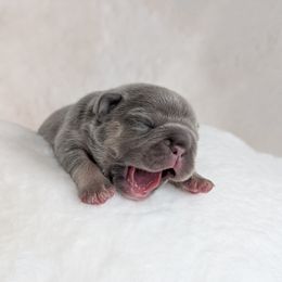 French Bulldog Puppies from Frost's French Bulldogs