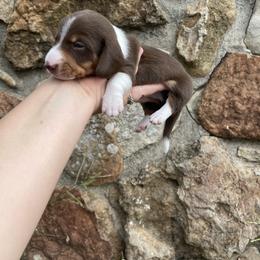 Dachshund Puppies from Rustic Dachshunds