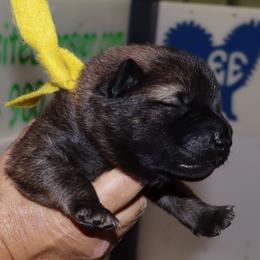 Yellow Collar - Black male Eurasier puppy in Lakewood, Ohio from Exquisite Eurasier