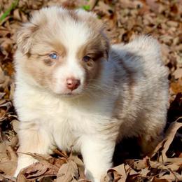 Astro-2100 - Red merle male Australian Shepherd puppy in Star City, Arkansas from Blush & Lace Aussie Co.