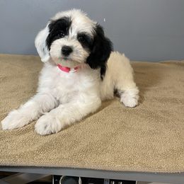Girl 1 - White female Poodle puppy in Oneida, Tennessee from Pippa’s Promise