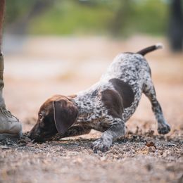 German Shorthaired Pointer Puppies from Dem Feuerhaus Gun Dogs