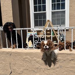 Cavalier King Charles Spaniel Puppies from Family first cavaliers