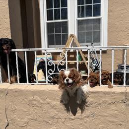 Cavalier King Charles Spaniel Puppies from Family first cavaliers